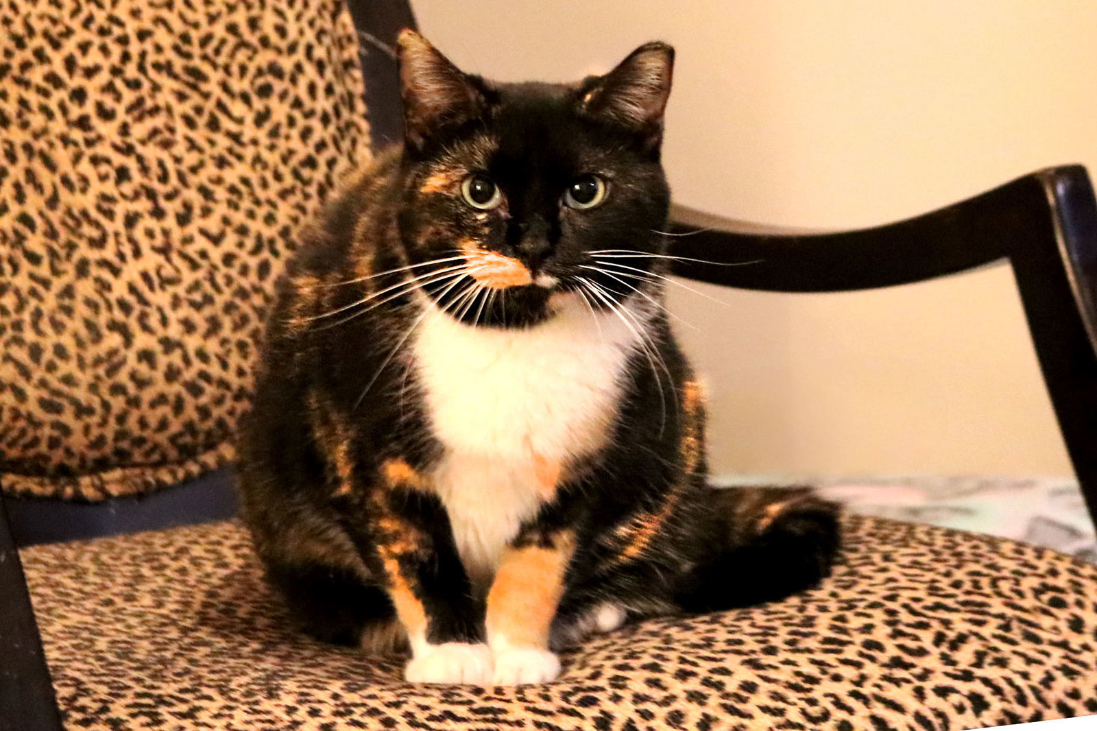 Cece, an adoptable Calico, Domestic Short Hair in Buford, GA, 30518 | Photo Image 3