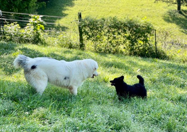 Nebraska  and Carolina , an adoptable Australian Shepherd & Border Collie Mix in Charleston , SC_image-4
