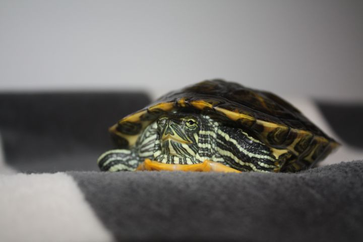 Paige, an adoptable Red-Eared Slider in Harrisburg, PA_image-1