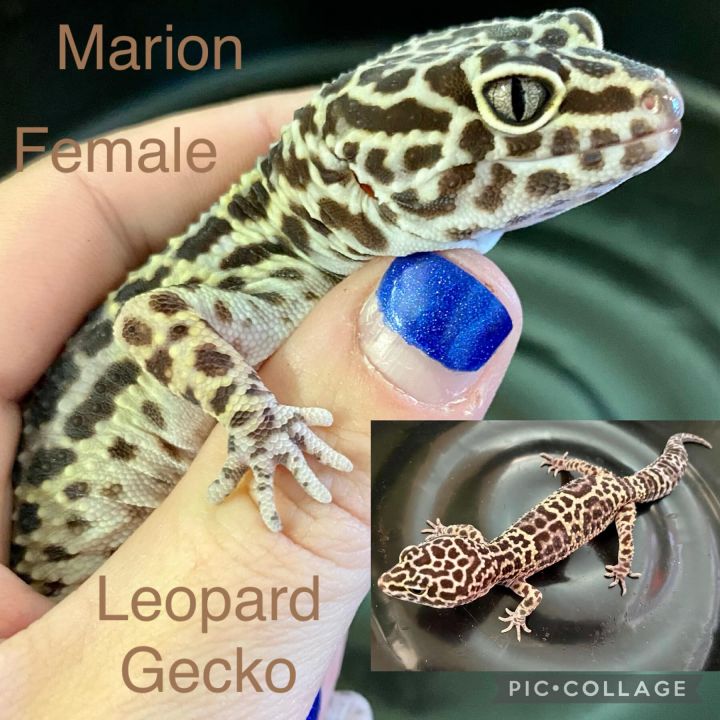 Marion  1