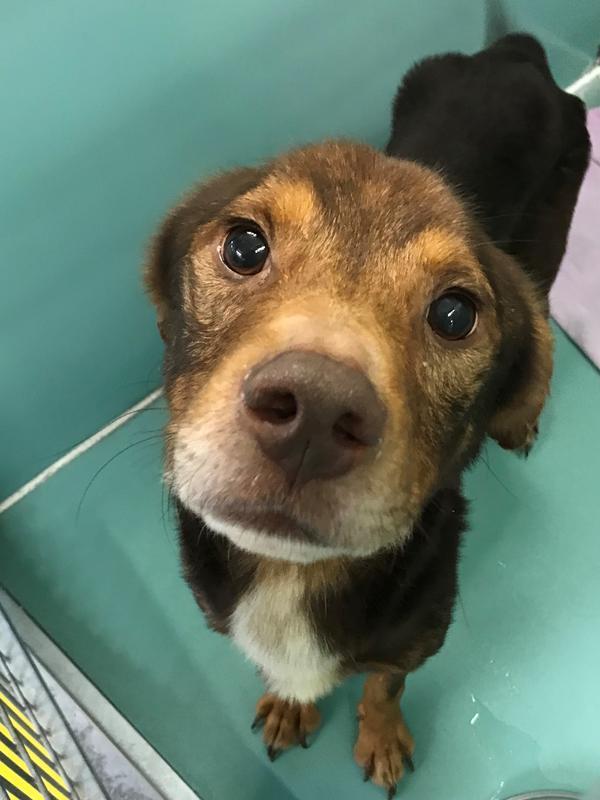 Dog For Adoption Neko A Hound In Roanoke Va Petfinder