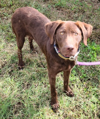 Nerina, an adoptable Redbone Coonhound, Border Collie in Lenoir, NC, 28645 | Photo Image 1