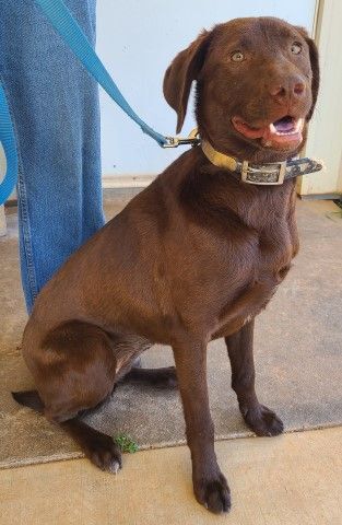 Nerina, an adoptable Redbone Coonhound, Border Collie in Lenoir, NC, 28645 | Photo Image 2
