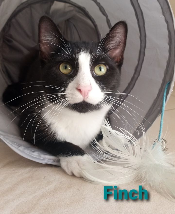 Finch & Piper (Phoenix & Robin adopted) 2