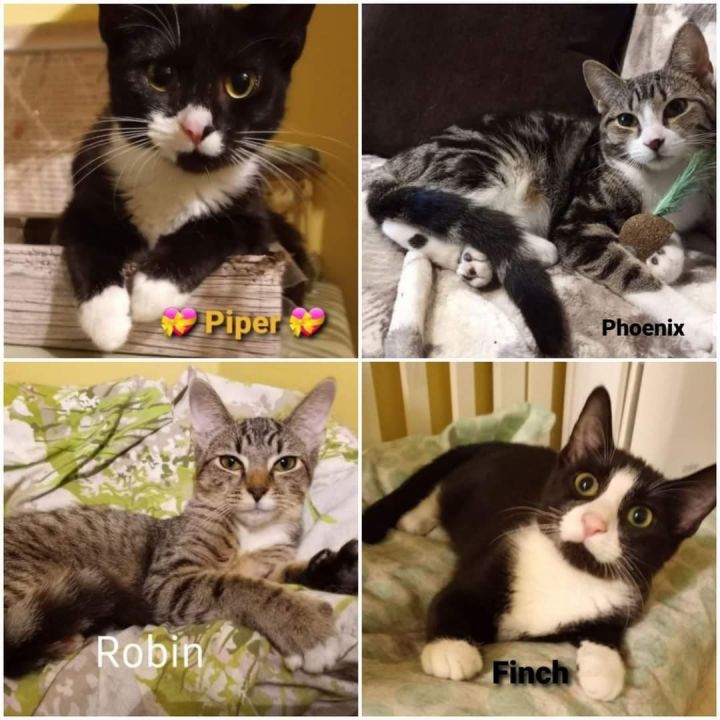 Finch & Piper (Phoenix & Robin adopted), an adoptable Domestic Short Hair in staten island, NY_image-1
