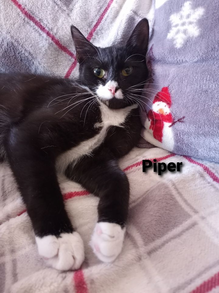Finch & Piper (Phoenix & Robin adopted) 3