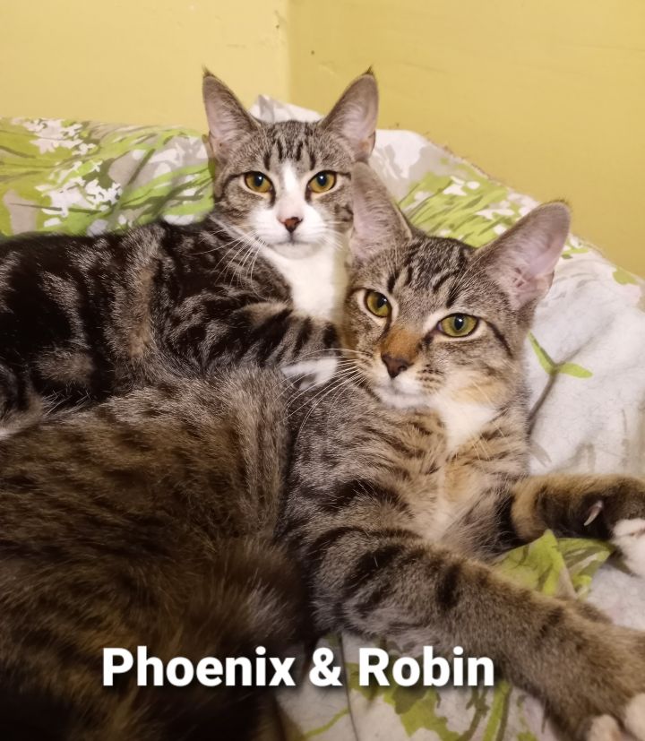 Finch & Piper (Phoenix & Robin adopted), an adoptable Domestic Short Hair in staten island, NY_image-6