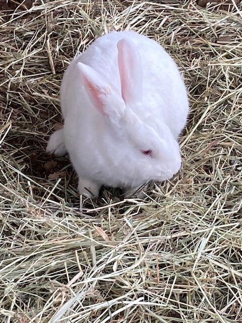 Ruby, an adoptable Bunny Rabbit in Quilcene, WA_image-4