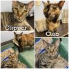 Cleo