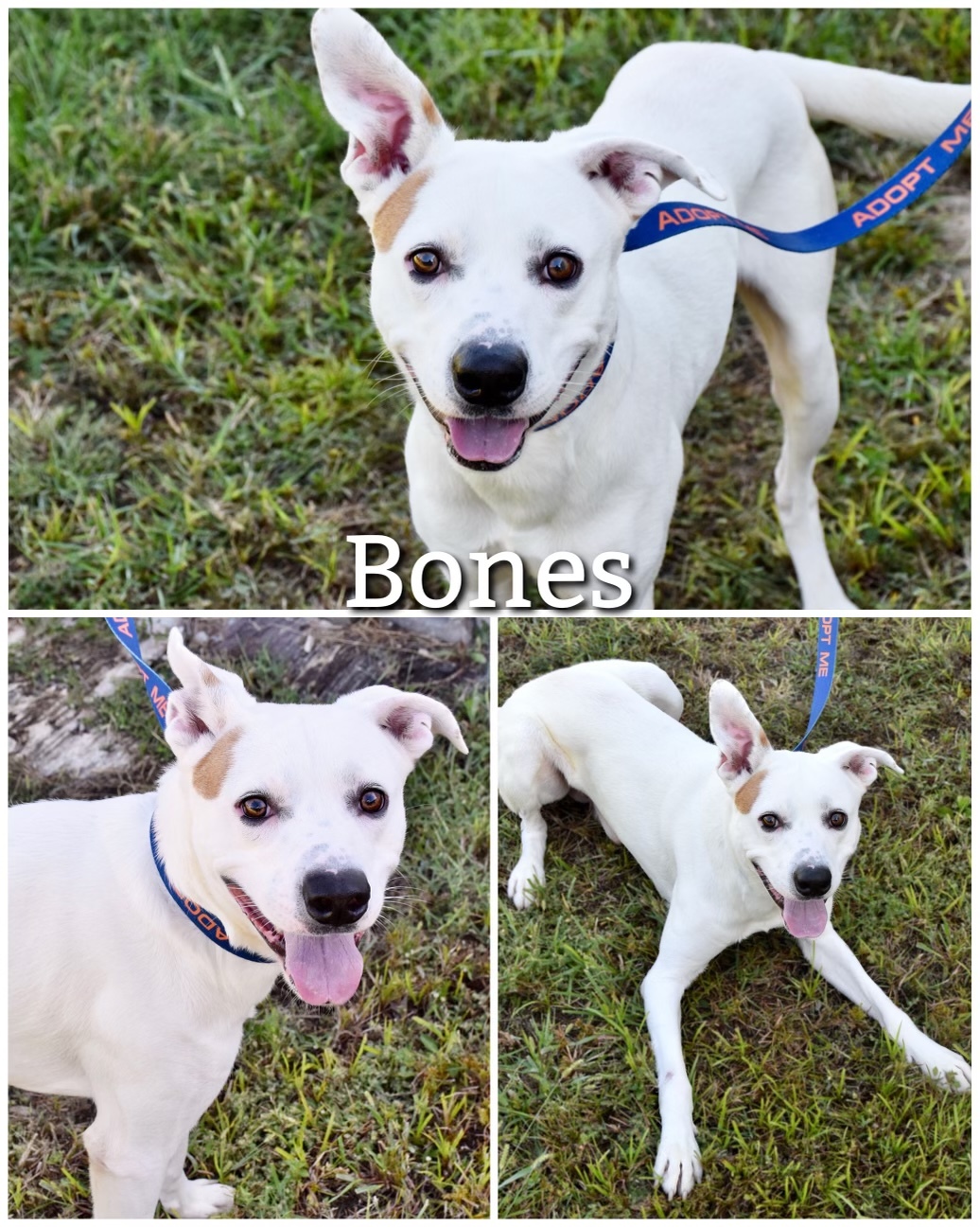 Bones, an adoptable Terrier, Pit Bull Terrier in Saint James, MO, 65559 | Photo Image 1