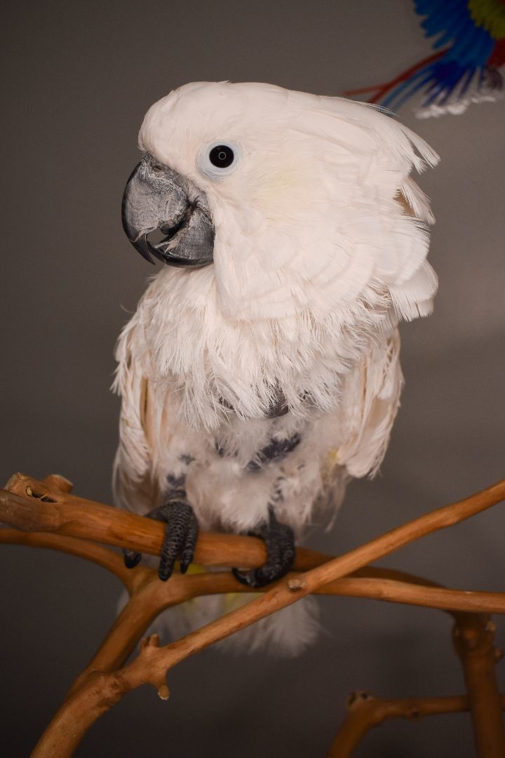 Parrot for adoption Junior, a Cockatoo in Waukesha, WI Petfinder