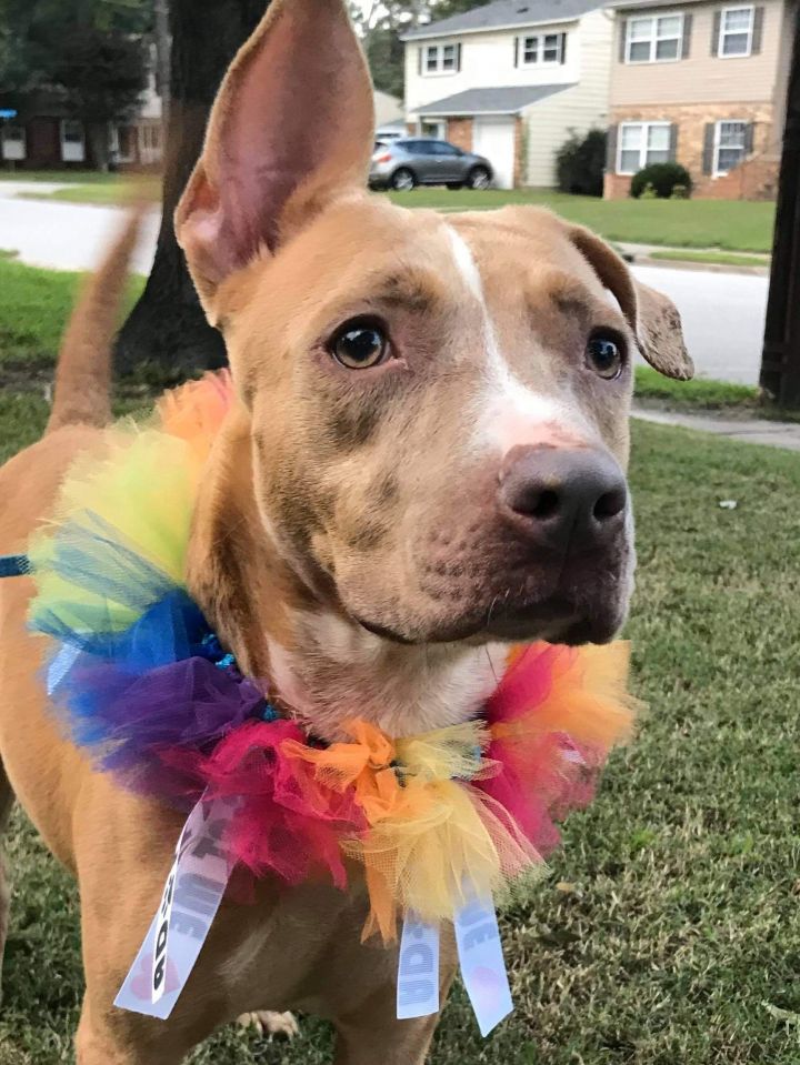SENSI, an adoptable Pit Bull Terrier Mix in Hampton, VA_image-1