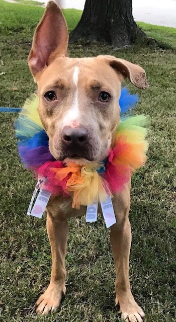 SENSI, an adoptable Pit Bull Terrier Mix in Hampton, VA_image-3