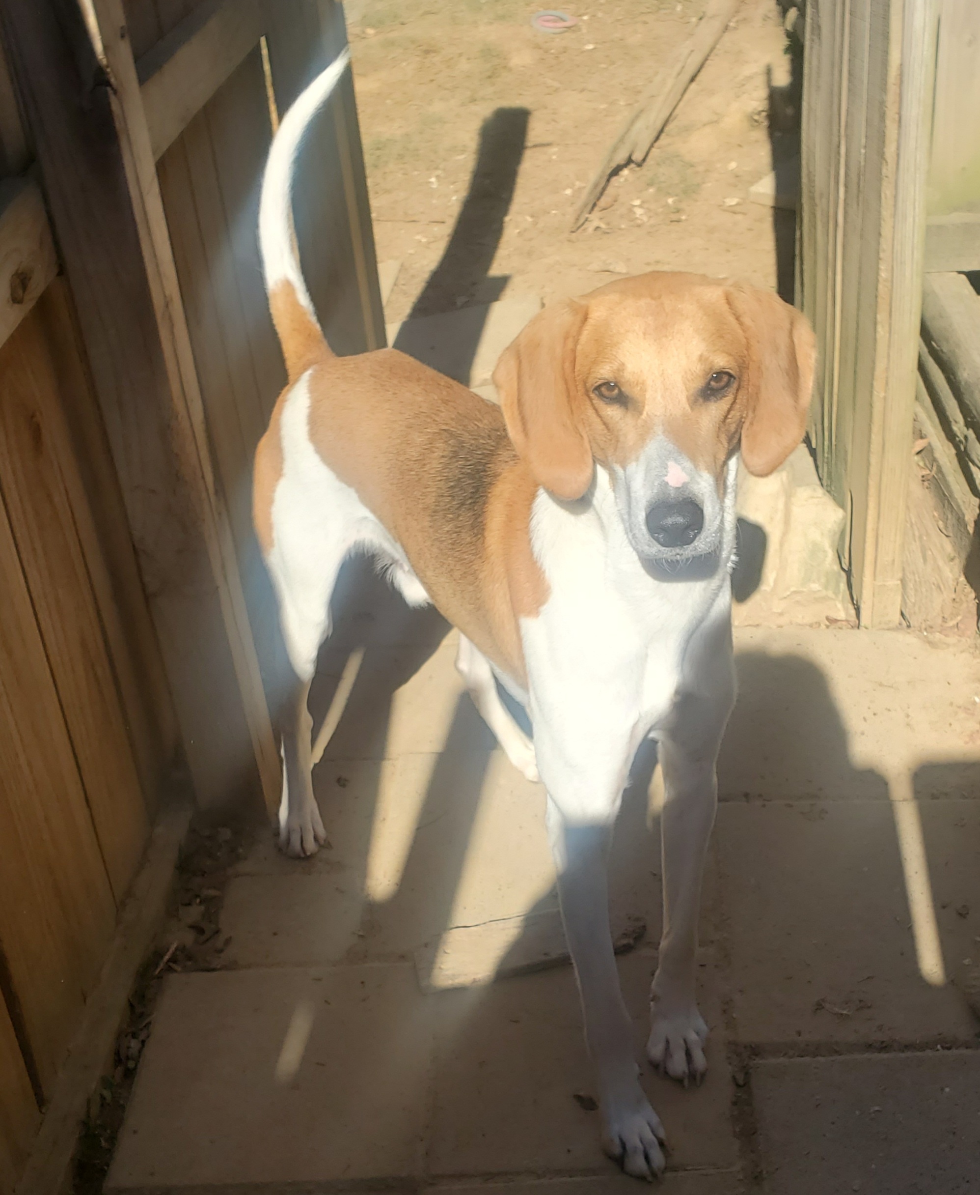 FORREST, an adoptable Foxhound in Byhalia, MS, 38611 | Photo Image 1