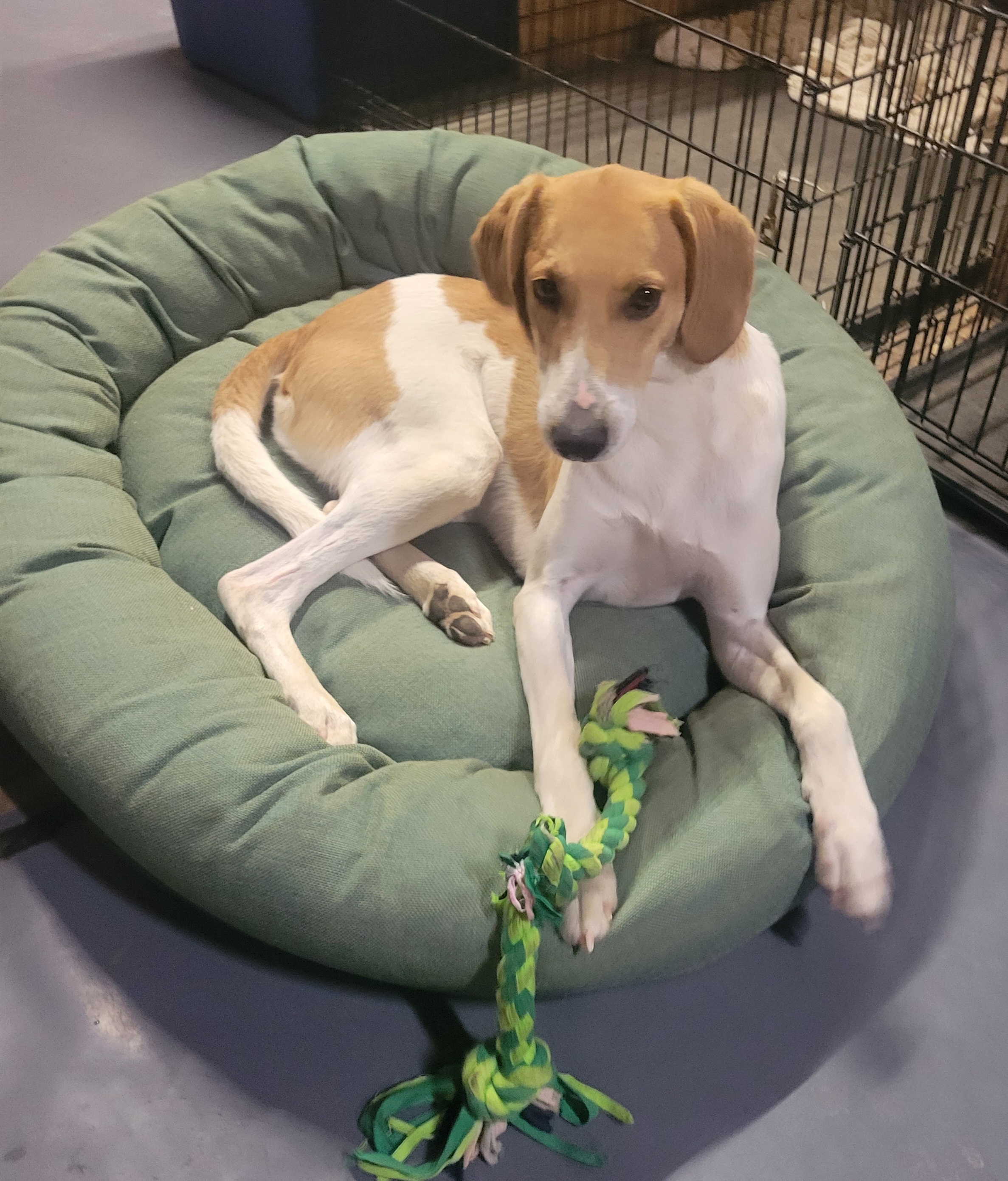 FORREST, an adoptable Foxhound in Byhalia, MS, 38611 | Photo Image 3