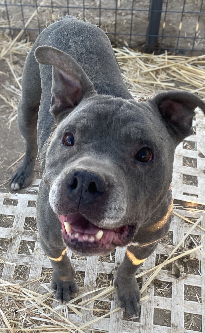 Ruger, an adoptable American Staffordshire Terrier in Carson City, NV, 89702 | Photo Image 1