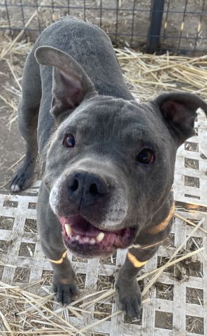 Ruger
