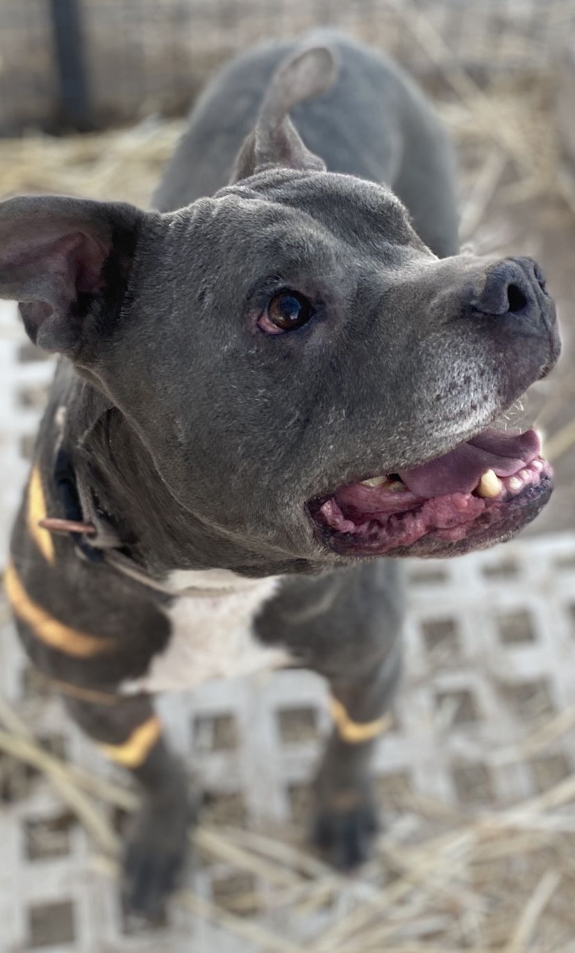 Ruger, an adoptable American Staffordshire Terrier in Carson City, NV, 89702 | Photo Image 2