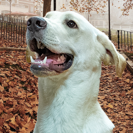 Cooper, an adopted Labrador Retriever Mix in Onley, VA_image-1