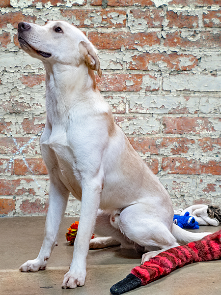 Cooper, an adopted Labrador Retriever Mix in Onley, VA_image-2