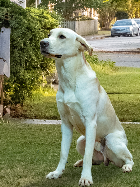 Cooper, an adopted Labrador Retriever Mix in Onley, VA_image-6