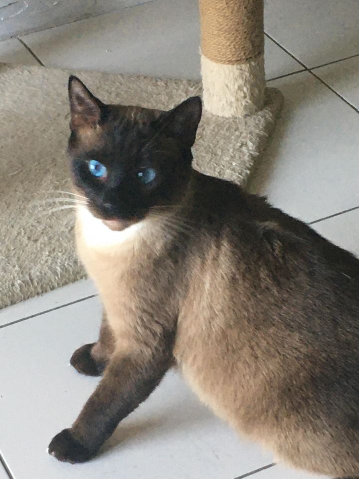Sam, an adopted Siamese Mix in Miami, FL_image-1