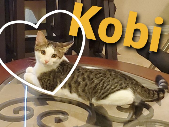 Kobi, an adopted Tabby Mix in Mission Viejo, CA_image-5