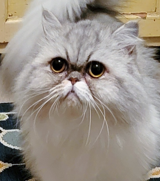 Cuppy, an adoptable Persian in Converse, TX_image-1