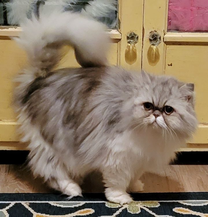 Cuppy, an adopted Persian in Converse, TX_image-2