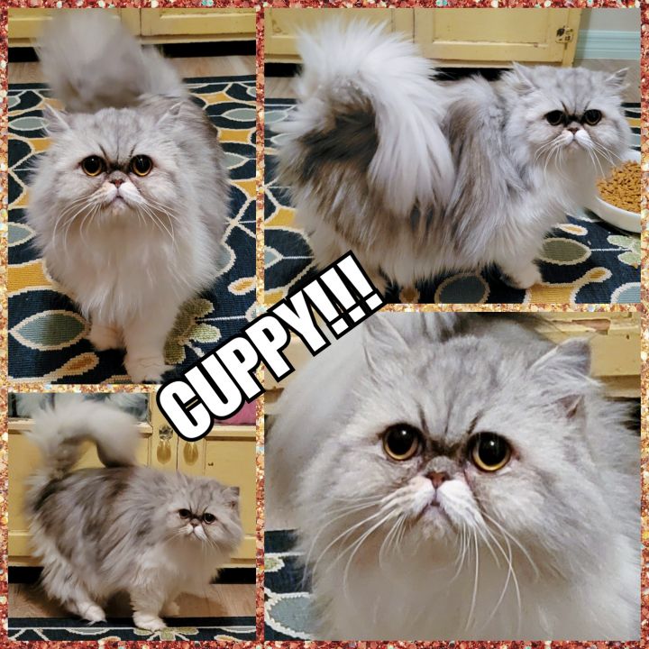 Cuppy, an adopted Persian in Converse, TX_image-5