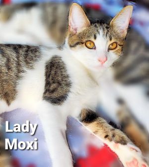 Lady Moxi