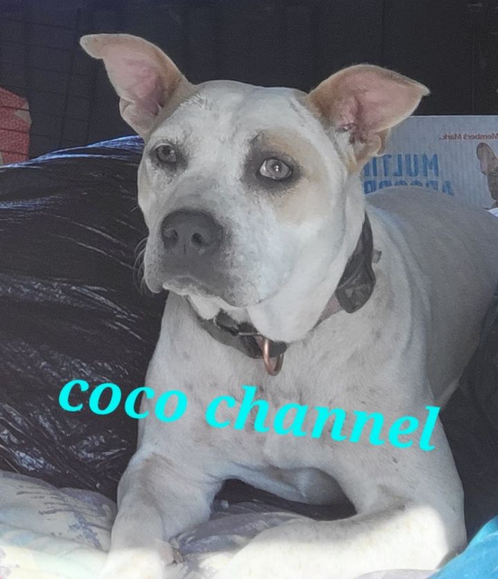 Coco channel, an adoptable Mixed Breed in Branchville, SC_image-1