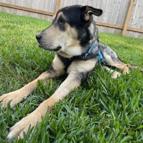 Kegan, an adoptable German Shepherd Dog, Husky in Conroe, TX, 77302 | Photo Image 5