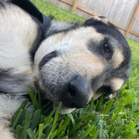 Kegan, an adoptable German Shepherd Dog & Husky Mix in Conroe, TX_image-2