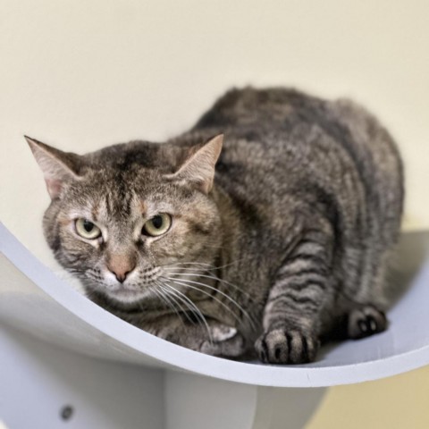 Curly, an adoptable Domestic Short Hair in Port Richey, FL, 34668 | Photo Image 1