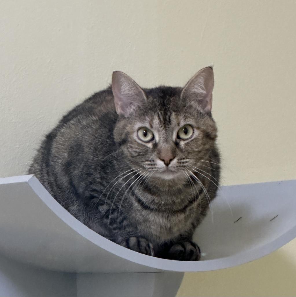Curly, an adoptable Domestic Short Hair in Port Richey, FL, 34668 | Photo Image 1