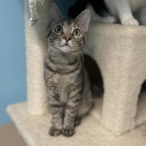 Curly, an adoptable Domestic Short Hair in Port Richey, FL, 34668 | Photo Image 2