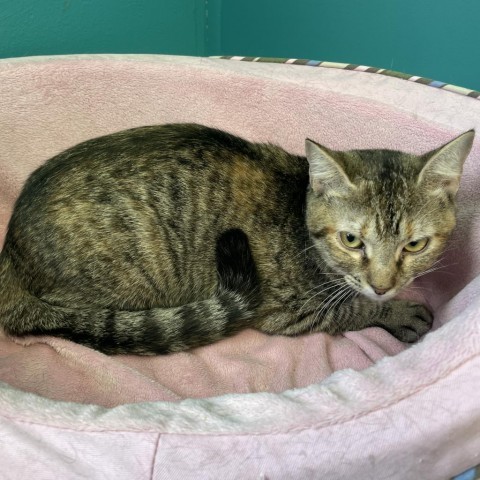 Curly, an adoptable Domestic Short Hair in Port Richey, FL, 34668 | Photo Image 2