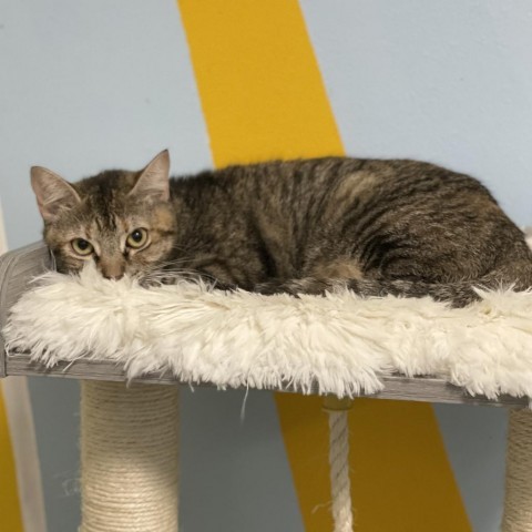 Curly, an adoptable Domestic Short Hair in Port Richey, FL, 34668 | Photo Image 3