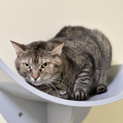 Curly, an adoptable Domestic Short Hair in Port Richey, FL, 34668 | Photo Image 3