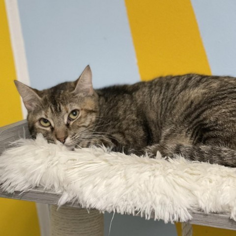 Curly, an adoptable Domestic Short Hair in Port Richey, FL, 34668 | Photo Image 3