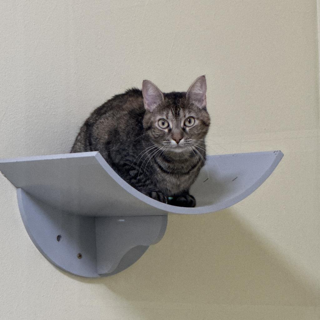 Curly, an adoptable Domestic Short Hair in Port Richey, FL, 34668 | Photo Image 3