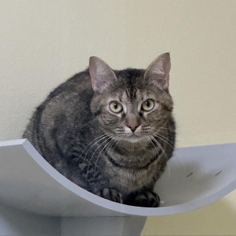 Curly, an adoptable Domestic Short Hair in Port Richey, FL, 34668 | Photo Image 4