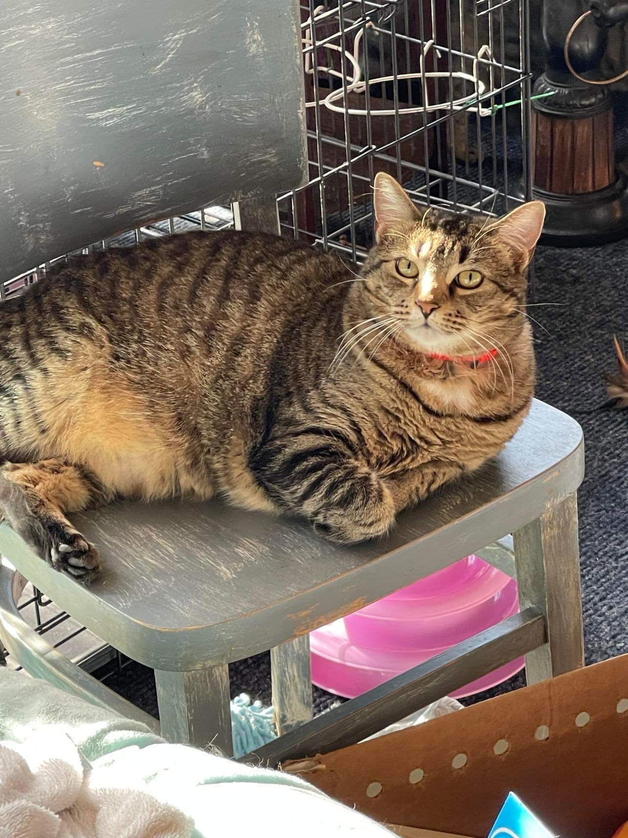 Tabitha, an adoptable Domestic Short Hair in Oakboro , NC, 28129 | Photo Image 1