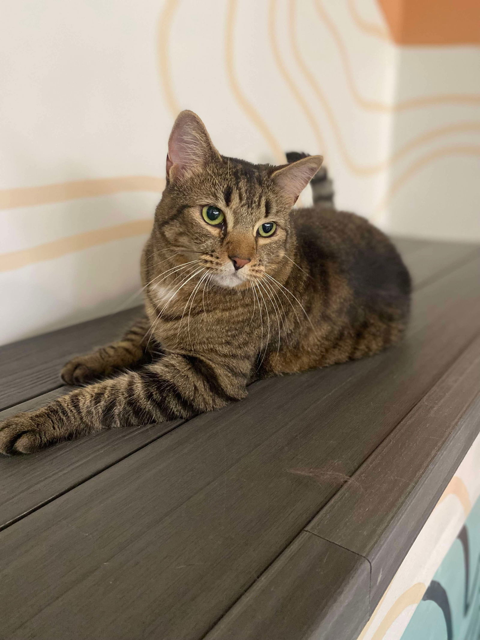 Tabitha, an adoptable Domestic Short Hair in Oakboro , NC, 28129 | Photo Image 1