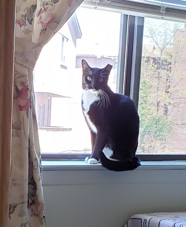 Stephanie (Affectionate, Tuxie) 2