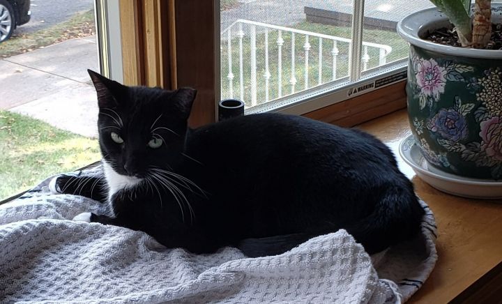 Stephanie (Affectionate, Tuxie), an adoptable Tuxedo & Domestic Short Hair Mix in Staten Island, NY_image-4