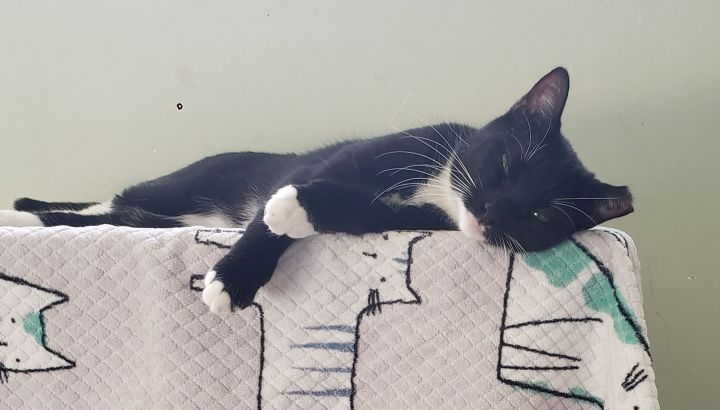 Stephanie (Affectionate, Tuxie), an adoptable Tuxedo & Domestic Short Hair Mix in Staten Island, NY_image-1