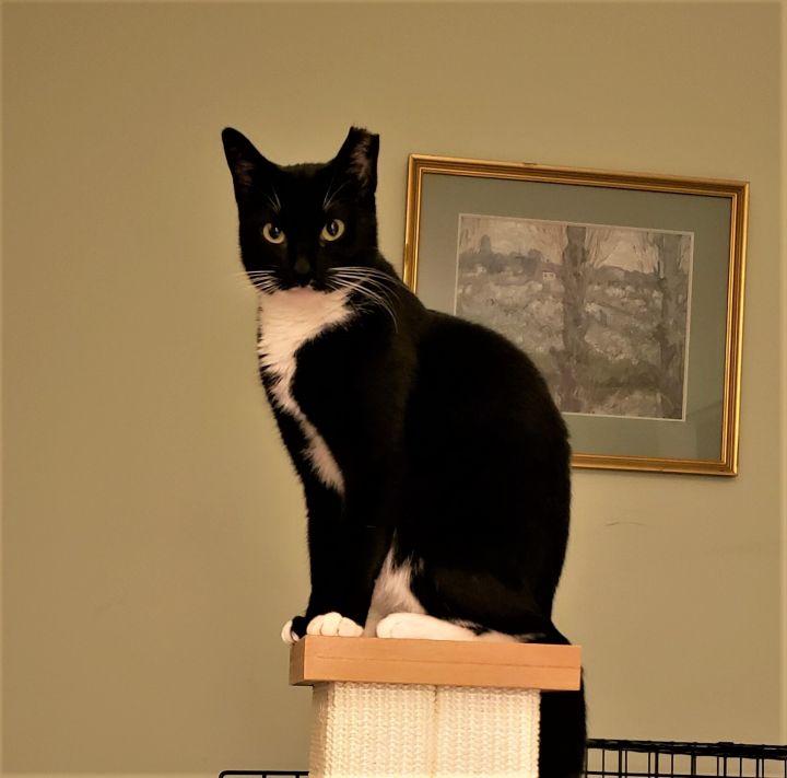 Stephanie (Affectionate, Tuxie) 5