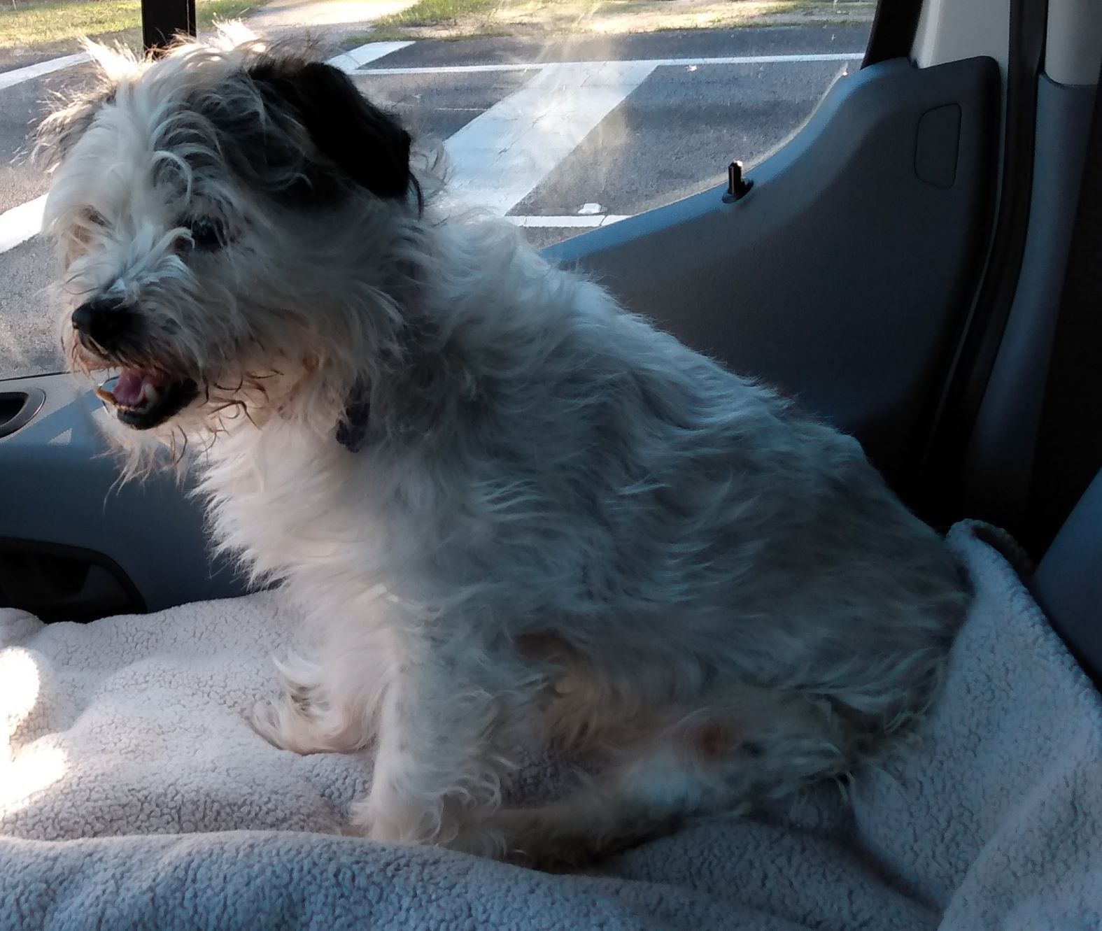 Maggie_1, an adoptable Terrier in DeFuniak Springs, FL, 32433 | Photo Image 1